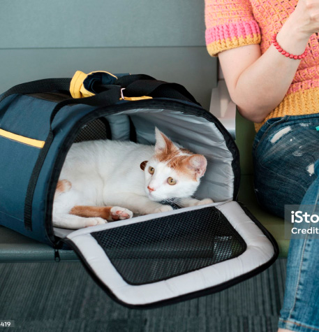 transporte mascota cabina skyhigh