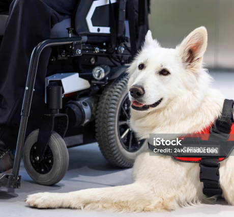 Documento ViajeANimales Skyhigh