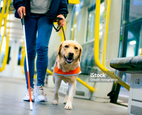 que es una mascota de servicio skyhigh